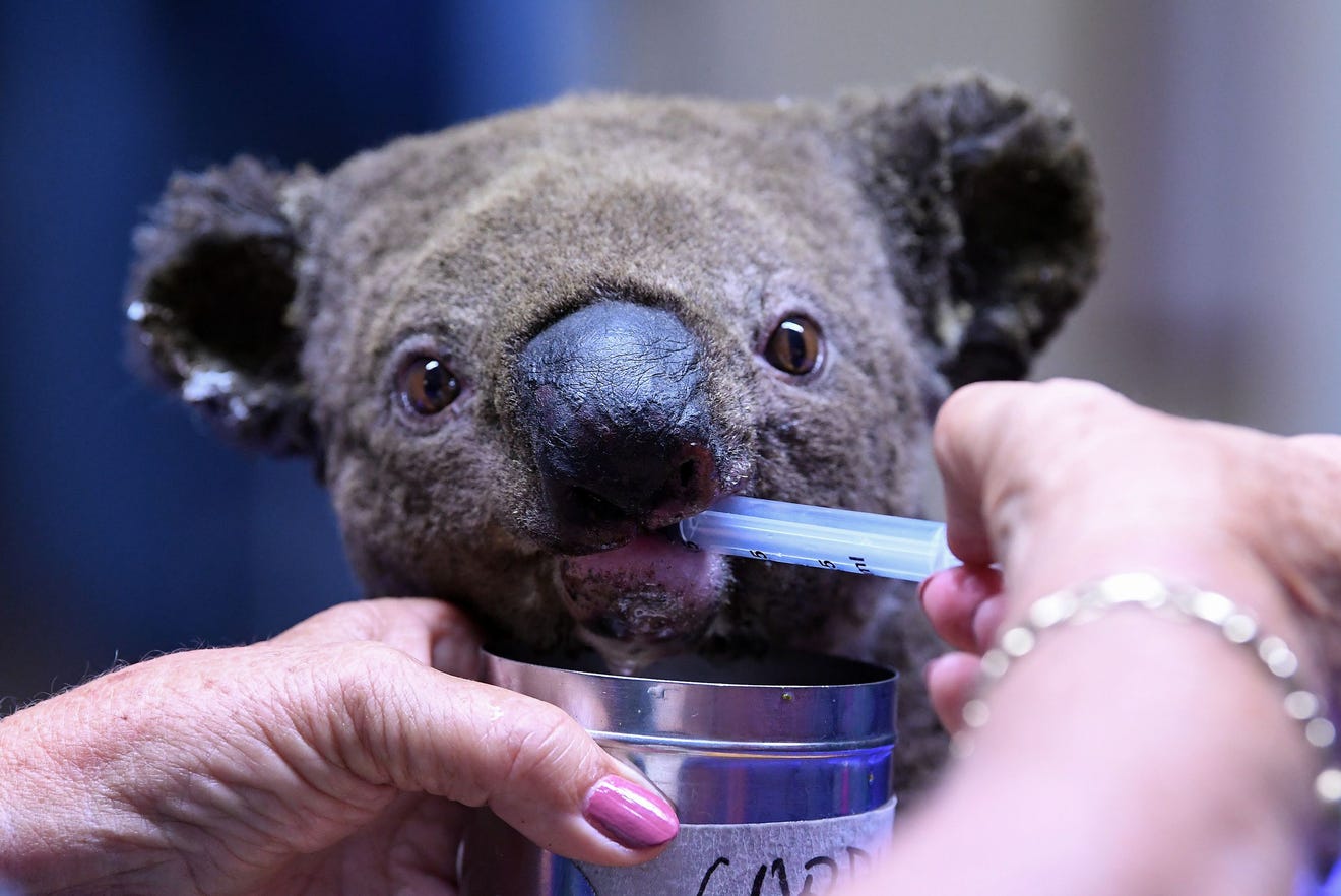 Koala Rescue